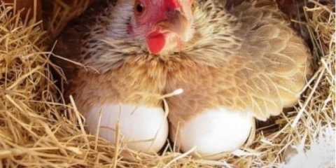 Majka kokoš - koliko dana liježe jaja kod kuće